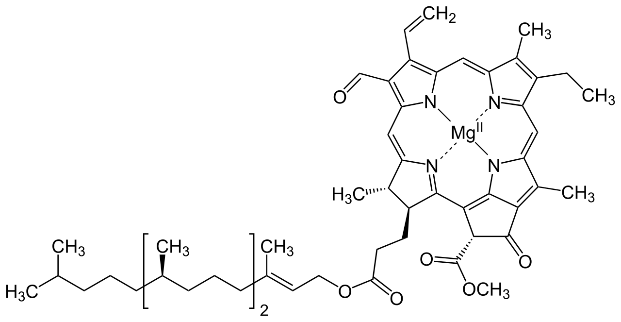 كلوروفيل (اليخضور) chlorophyll