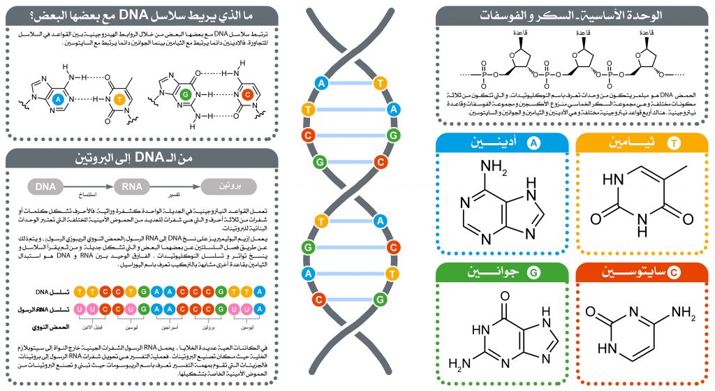 الحمض النووي الريبوزي منقوص الأكسجين (الحمض الريبونووي منقوص الأكسجين) DNA