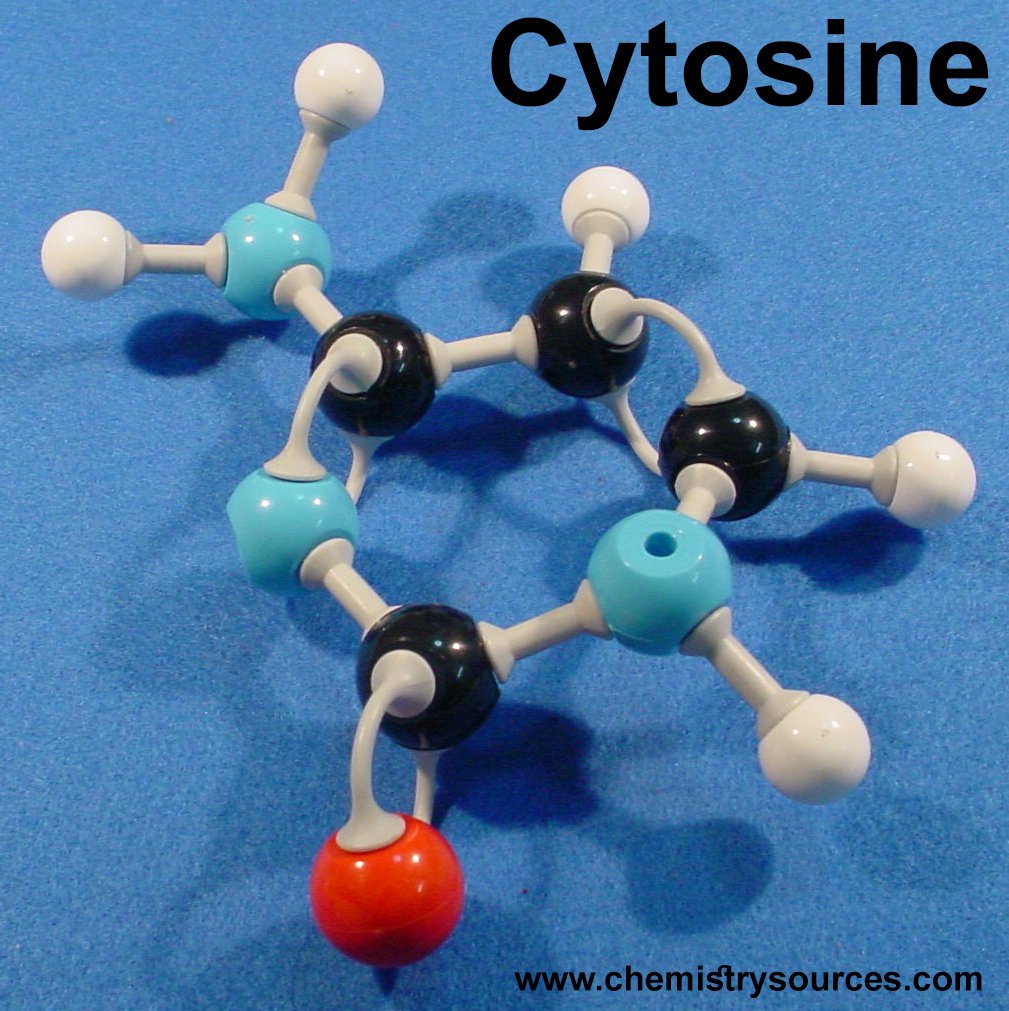 سايتوسين (سيتوسين) Cytosine