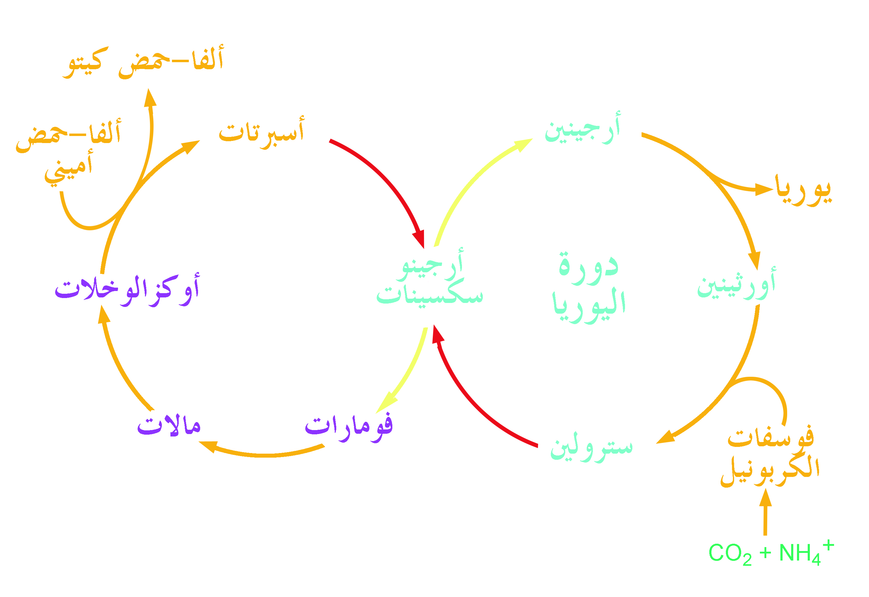 دورة اليوريا (دورة الأورنيثين) Urea Cycle