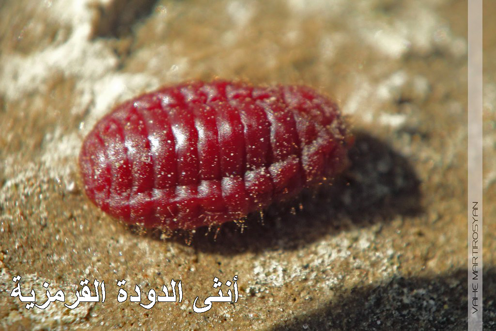 القرمز Cochineal