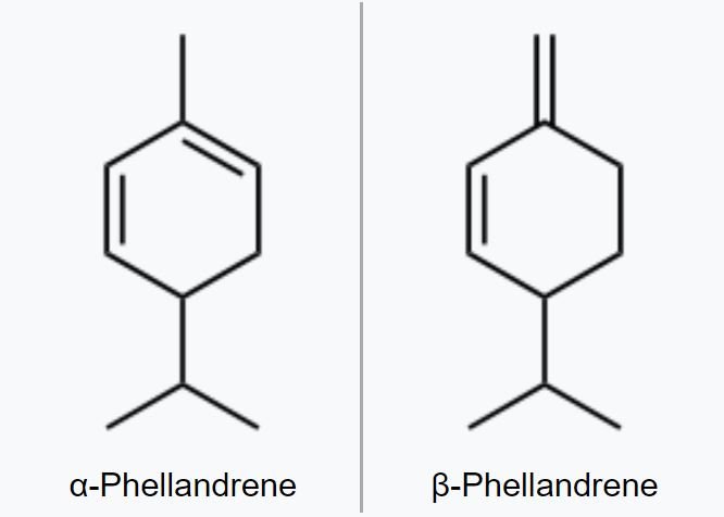 فيلاندرينات Phellandrenes